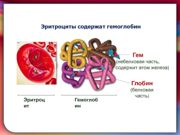 Ретроцит структура гемоглобина