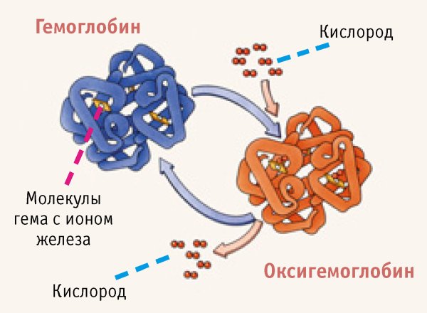 Строение гемоглобина биохимия