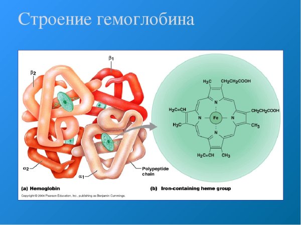 Схема строения гемоглобина