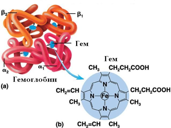 Строение гема гемоглобина