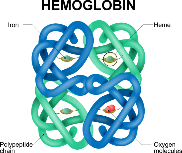 Четвертичная структура рисунок