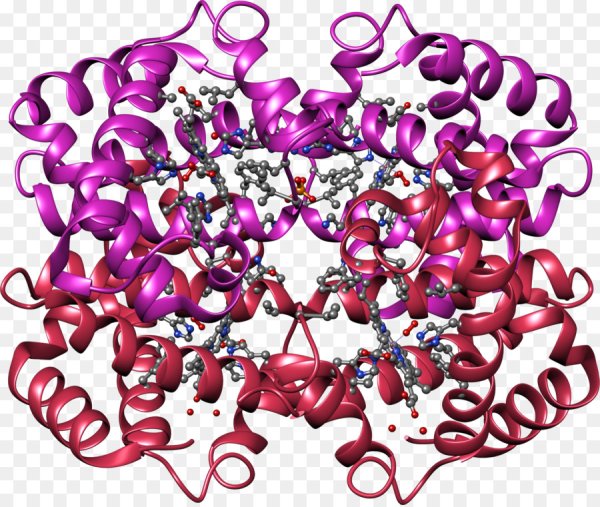 Молекула гемоглобина