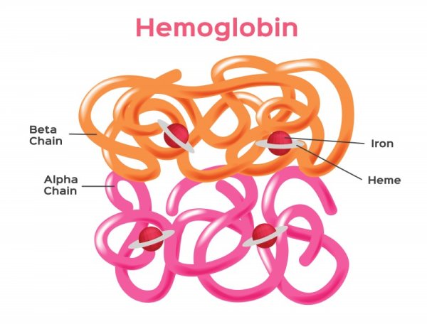 Строение молекулы гемоглобина