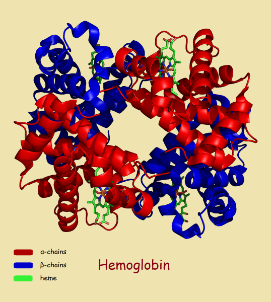 Hemoglobin a1c