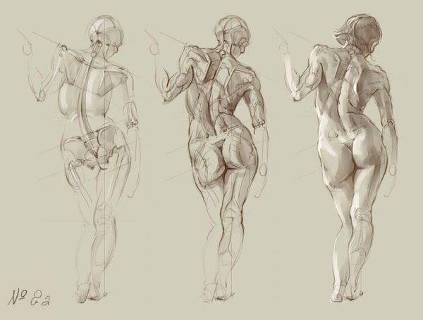 Пластическая анатомия женская фигура