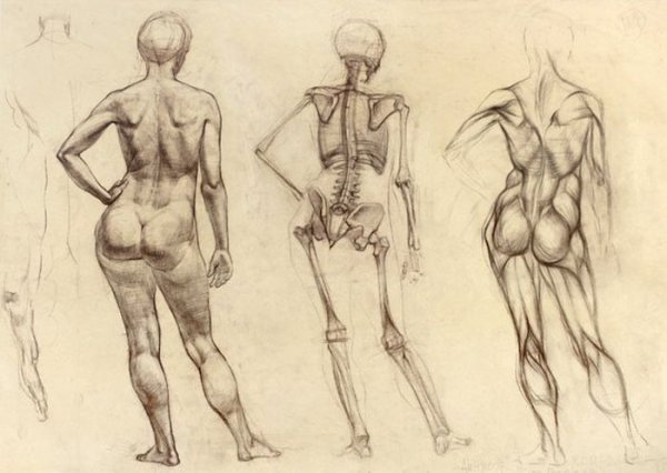 Пластическая анатомия женская фигура