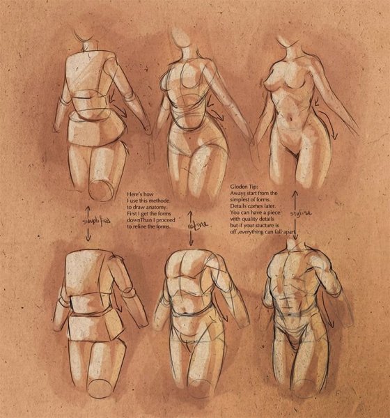 Анатомия тела референс для художников