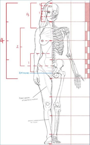 Скелет человека анатомия пропорции