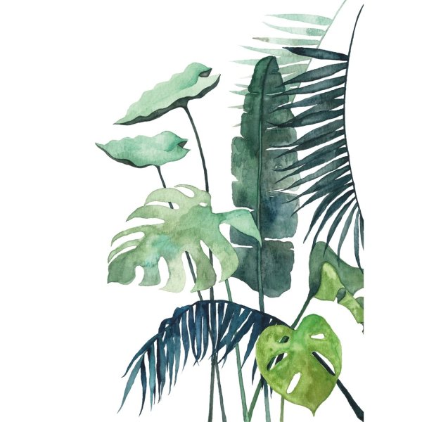 Папоротник пальмы монстера