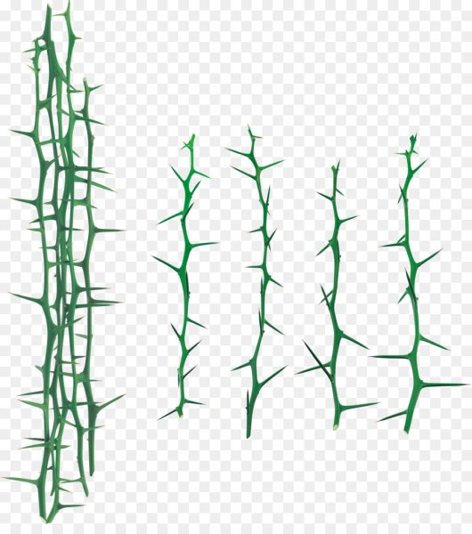 Лиана с шипами