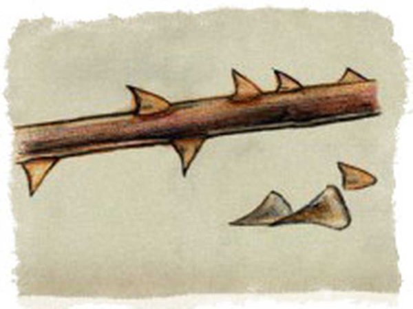 Шипы рисунок