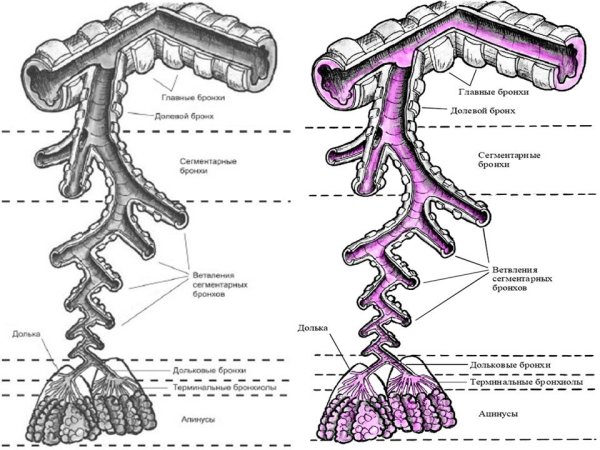 Бронхиальное дерево анатомия легких