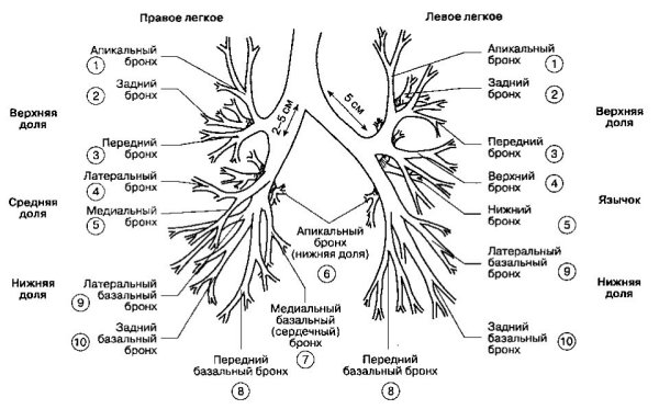Сегментарное строение бронхов