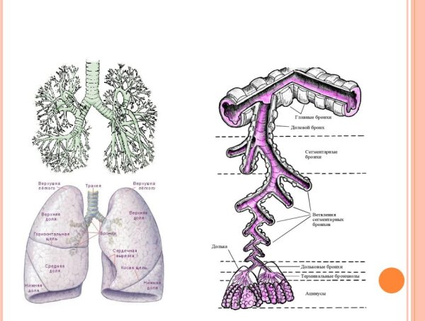 Строение бронхов и бронхиального дерева