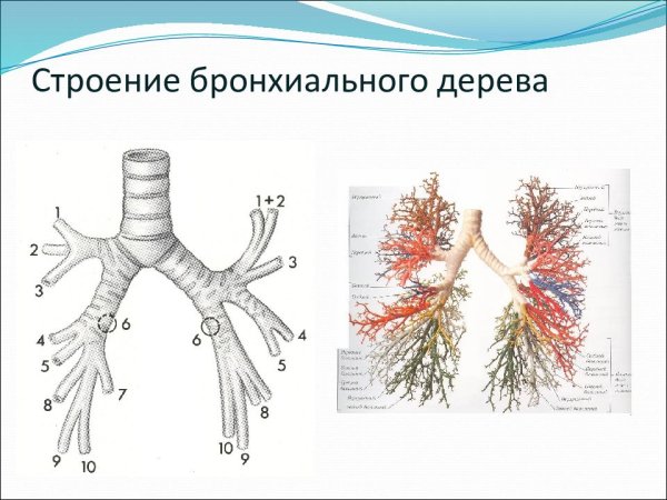 Бронхи строение бронхиальное дерево