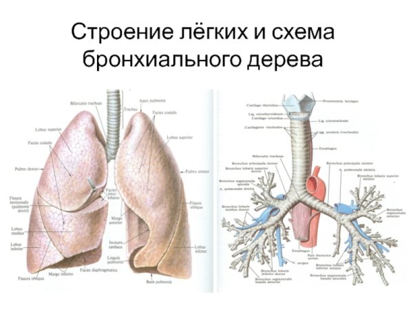 Структуры образующие бронхиальное дерево