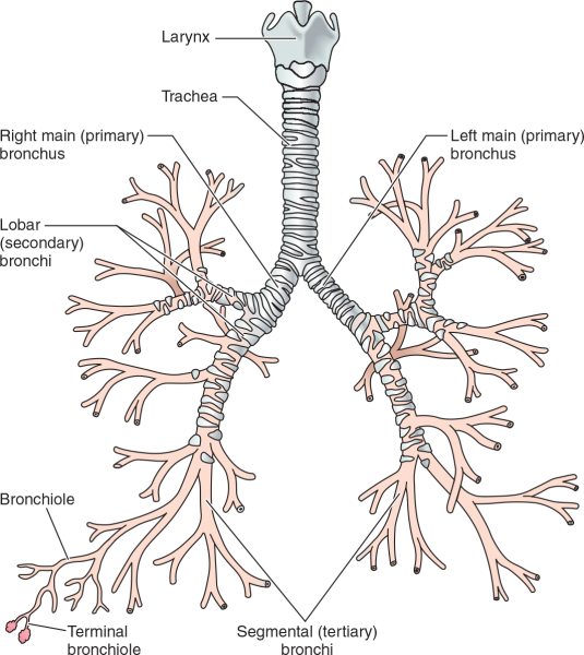 Трахея бронхи бронхиальное дерево