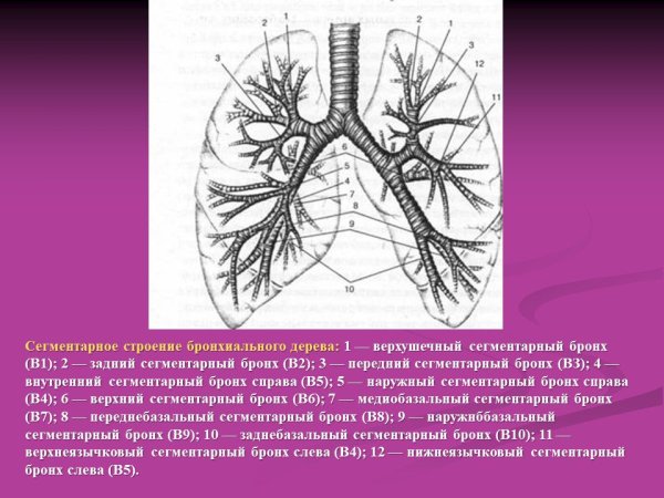 Сегментарное строение бронхов кт