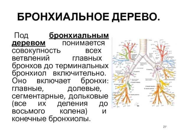 Бронхиальное дерево бронхиолы