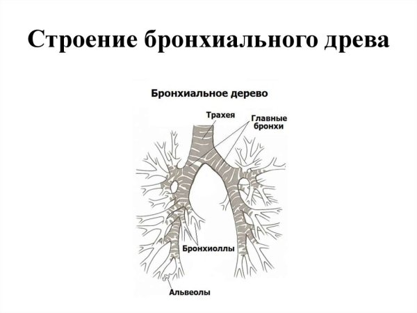 Бронхиальное дерево анатомия функции