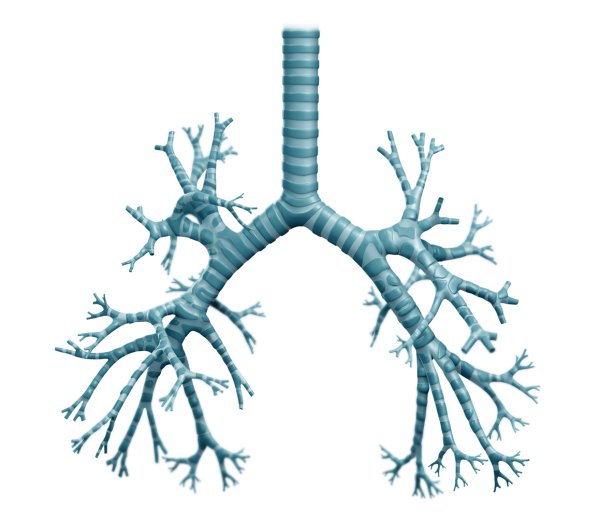 Трахея и бронхиальное дерево