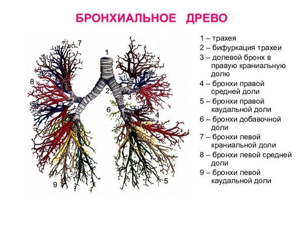 Строение бронхиального дерева анатомия
