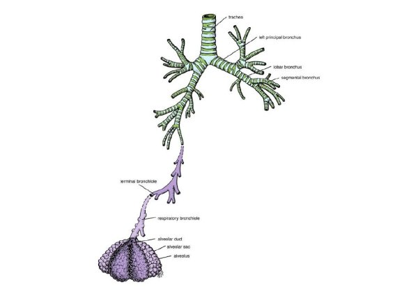 Выкашлял бронхиальное дерево