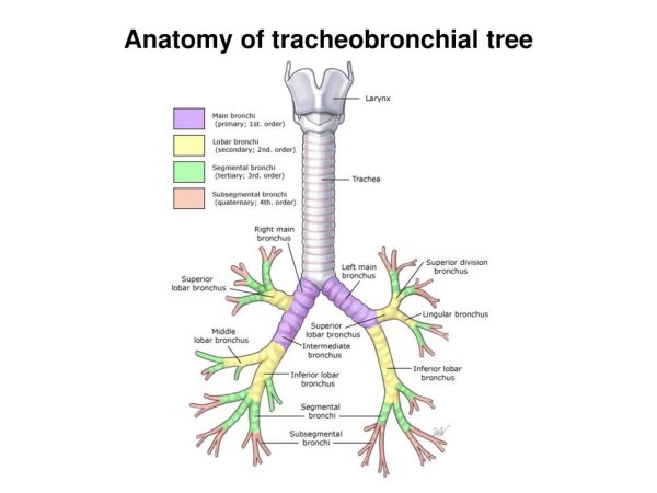 Трахея и бронхиальное дерево анатомия