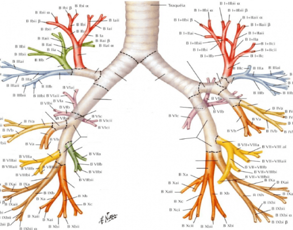 Строение бронхиального дерева кт