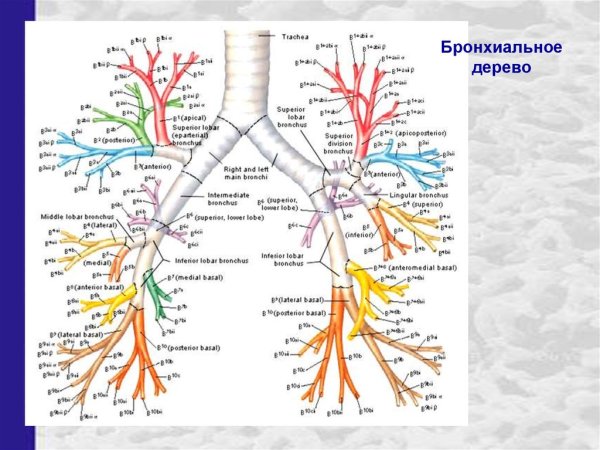 Деление бронхов схема