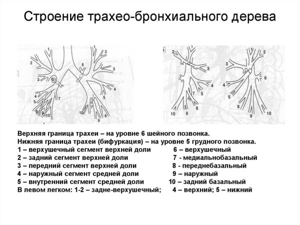 Анатомия трахеобронхиального дерева схема
