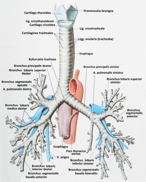 Трахея бронхи бронхиальное дерево