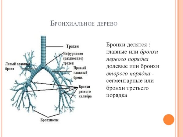 Анатомия трахеобронхиального дерева схема