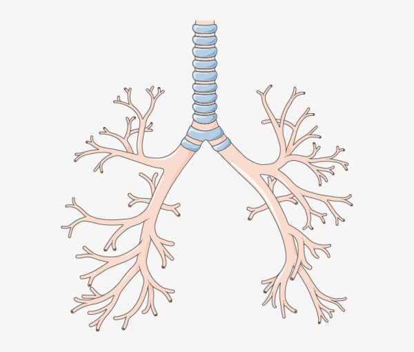 Легочное дерево