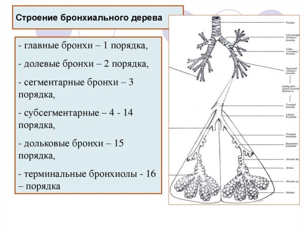 Трахея, бронхи (бронхиальное дерево) скелетотопия