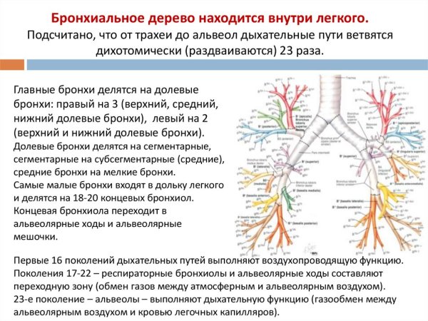 Анатомия трахеобронхиального дерева схема