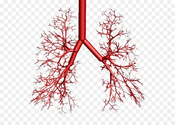 Бронхиальное дерево схема бронхоскопия