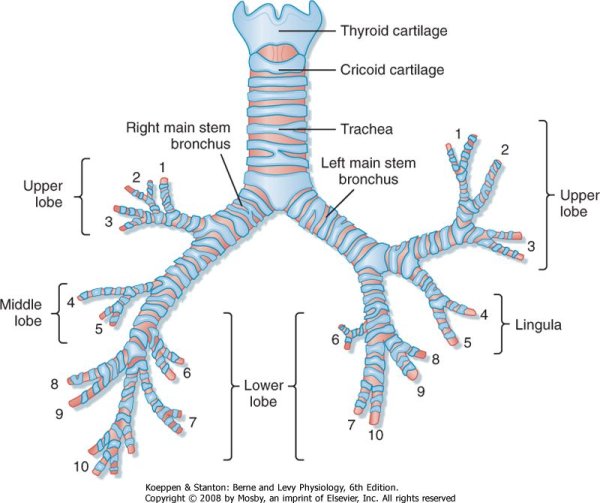 Сегментарное строение бронхов