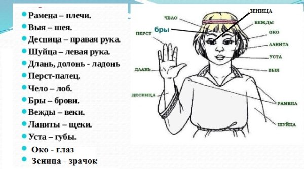 Устаревшие названия частей тела