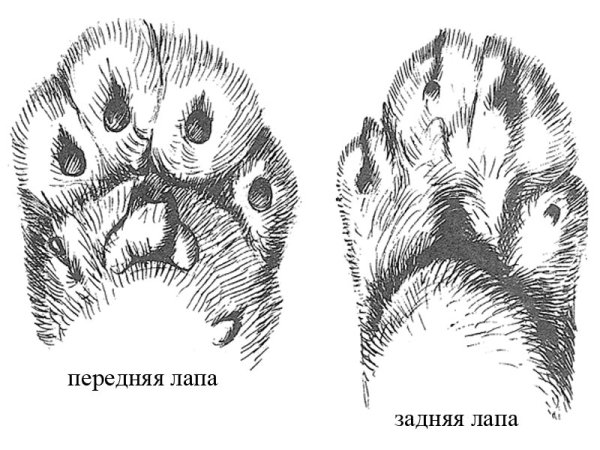 Отпечаток лапки зайца