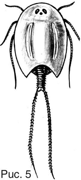 Щитень весенний строение