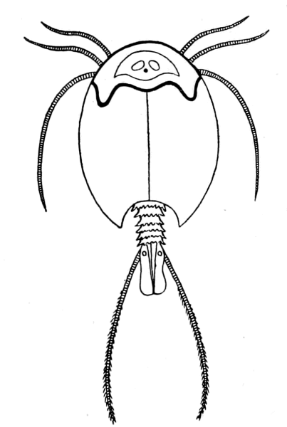 Щитень весенний строение