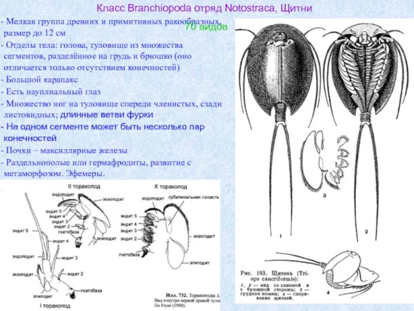 Щитень весенний строение