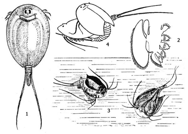 Щитень строение