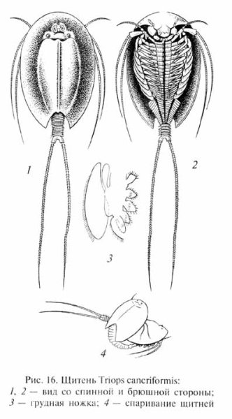 Внешнее строение Щитня