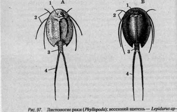 Щитень строение