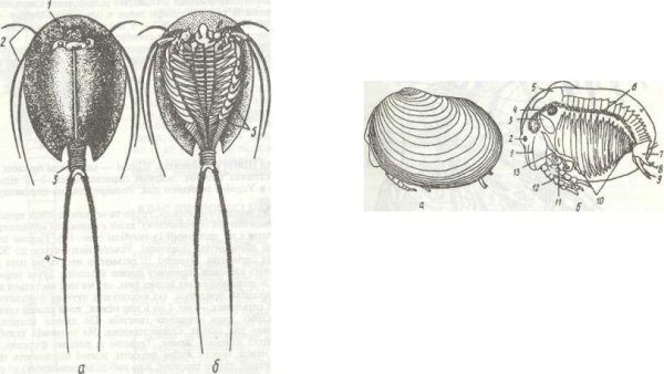 Щитень летний опасный