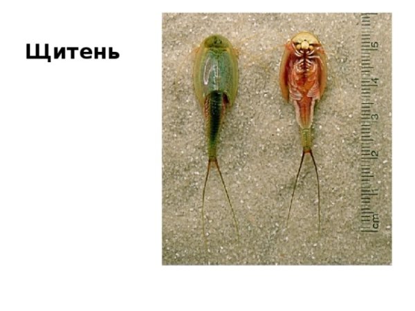 Щитень весенний строение