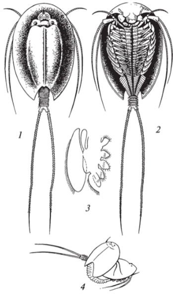 Внешнее строение Щитня