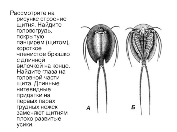 Нарисовать Щитень